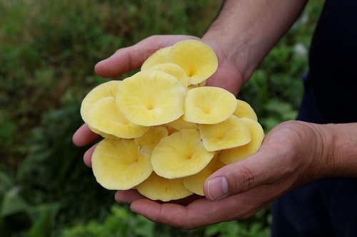 【重要なお知らせ】「あさぎりたもぎ」パッケージリニューアルについて