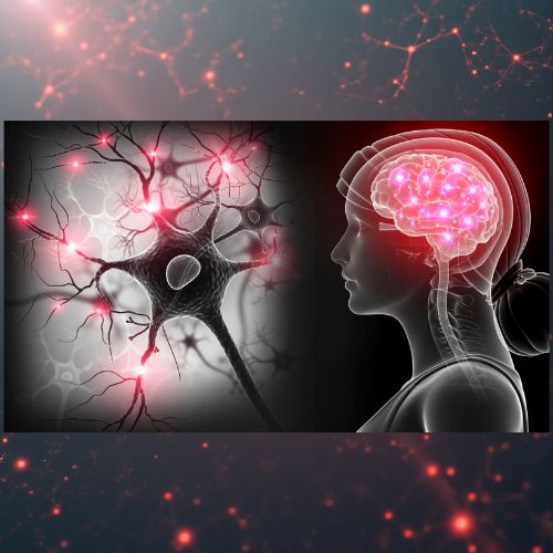 【テレビ紹介】タモギタケがアルツハイマー予防に期待！「カズレーザーと学ぶ。」で話題に